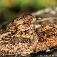 Caprimulgus atripennis